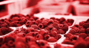 Allonger son espérance de vie par l’alimentation