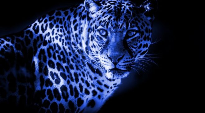 leopard
