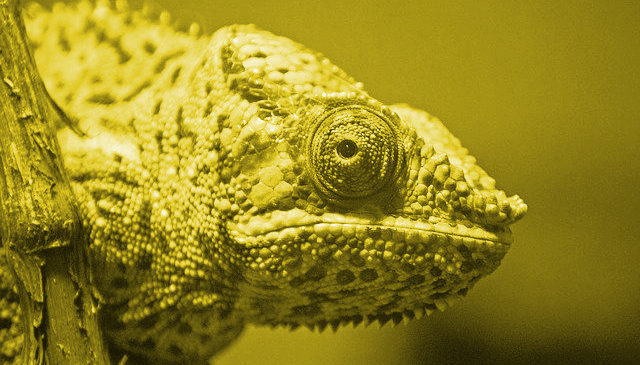 camléon