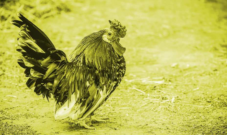 Why Is Arrogance The Opposite Of Pride Excellence Thinking